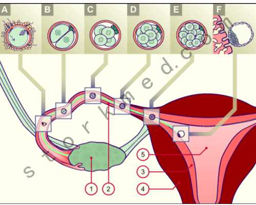 供卵试管咨询-试管吃啥卵泡发育好