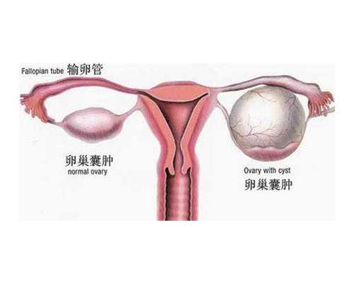 国内正规公立医院做借卵试管要多少钱? 专业代孕网哪里有
