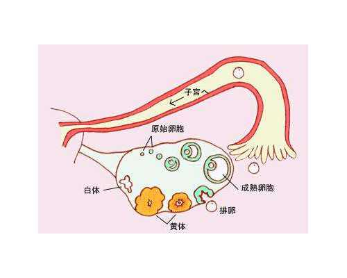 佛山荷城哪个医院可以做试管(佛山哪家医院可以做试管婴儿) 供卵代怀机构